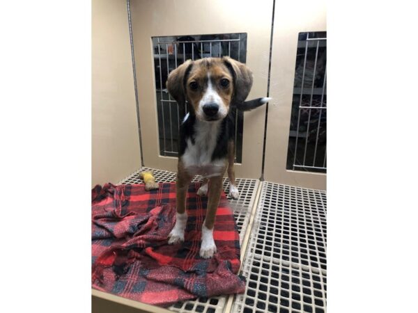 Beagle Mix DOG Male Black and Tan 2752 Petland Norwin, PA