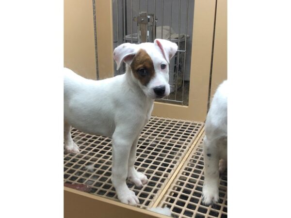 Retriever Mix DOG Male White and Brown 2754 Petland Norwin, PA