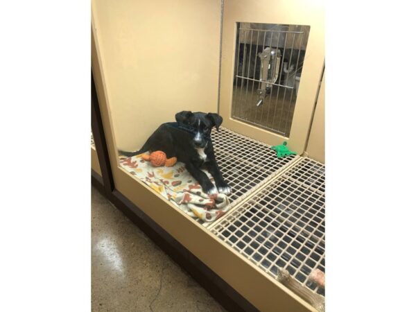 Retriever Mix DOG Male Black and White 2756 Petland Norwin, PA