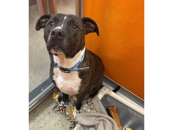 Pit Bull Mix DOG Male Brindle and White 2827 Petland Norwin, PA