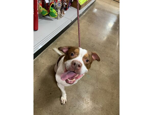 Pit Bull Mix DOG Male Brown and White 2809 Petland Norwin, PA