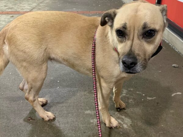 Labrador Mix DOG Female Blonde 2814 Petland Norwin, PA