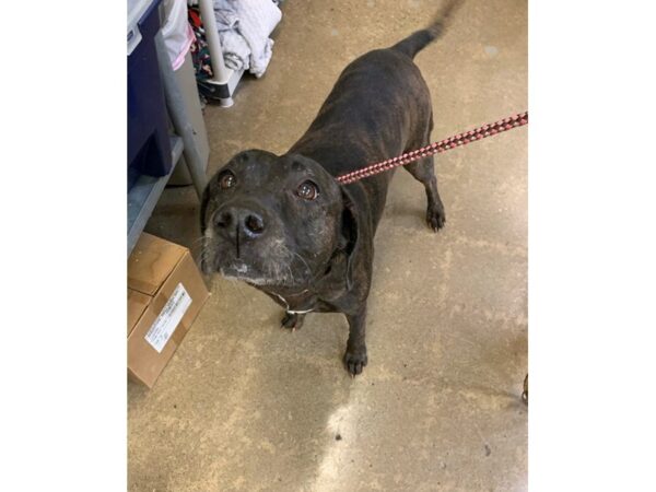 Labrador Mix-DOG-Female-Brindle-2811-Petland Norwin, PA