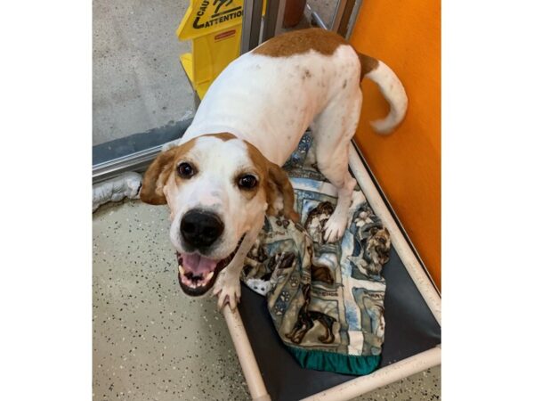 Hound Mix DOG Male White and Brown 2808 Petland Norwin, PA