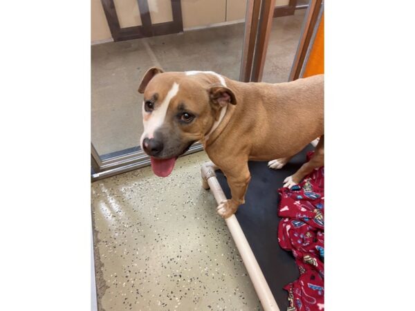 Pit Bull Mix DOG Male Brown and White 2813 Petland Norwin, PA