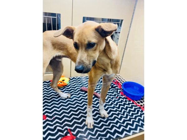 Hound Mix-DOG-Male-Brown and White-2820-Petland Norwin, PA