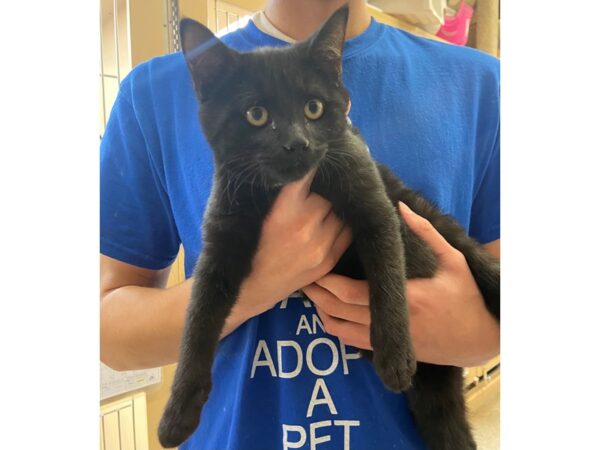 Domestic Short Hair CAT Male Black 2796 Petland Norwin, PA