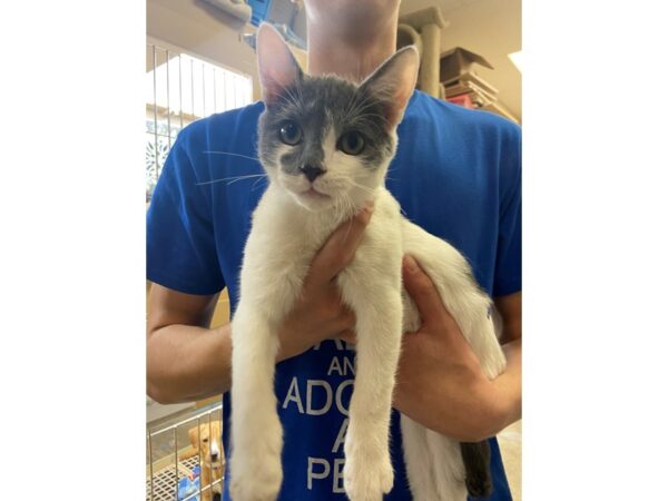 Domestic Long Hair CAT Male Grey and White 2803 Petland Norwin, PA