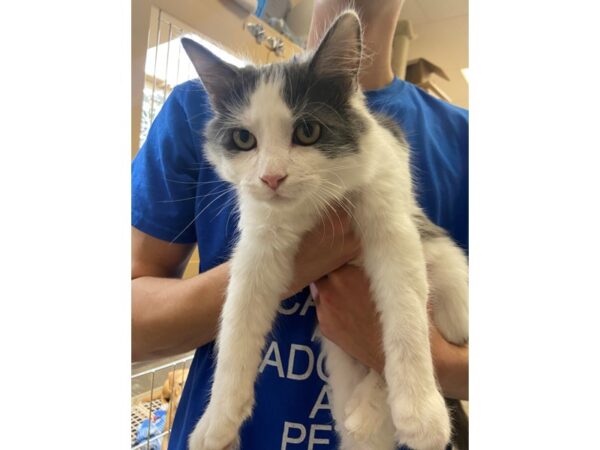 Domestic Long Hair CAT Male Grey and White 2802 Petland Norwin, PA