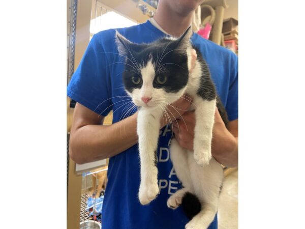 Domestic Short Hair CAT Female Black and White 2794 Petland Norwin, PA