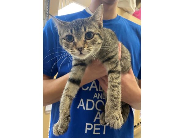 Domestic Short Hair CAT Male Brown Tabby 2792 Petland Norwin, PA