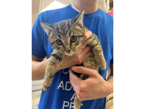 Domestic Short Hair CAT Male Brown Tabby 2807 Petland Norwin, PA