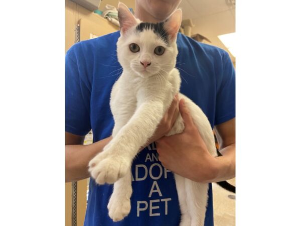 Domestic Long Hair CAT Female Black and White 2798 Petland Norwin, PA