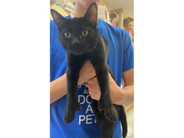 Domestic Short Hair CAT Female Black 2793 Petland Norwin, PA