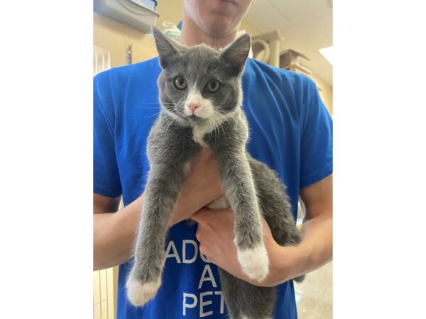 Domestic Short Hair CAT Female Grey and White 2801 Petland Norwin, PA