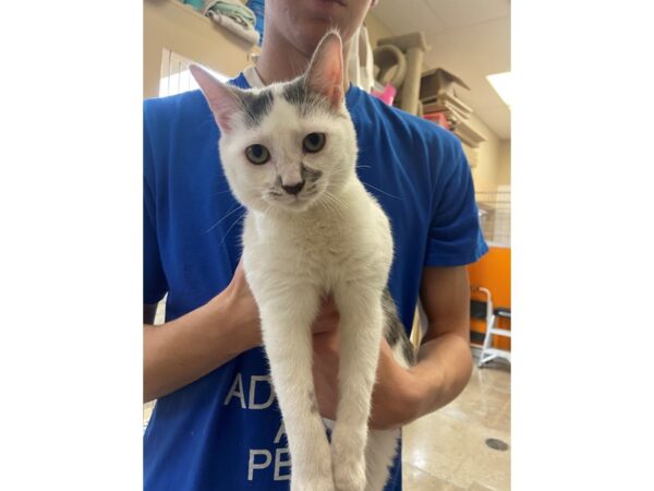 Domestic Long Hair-CAT-Female-Grey and White-2799-Petland Norwin, PA