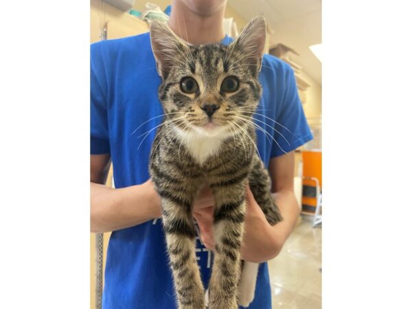 Domestic Short Hair CAT Female Brown Tabby 2800 Petland Norwin, PA