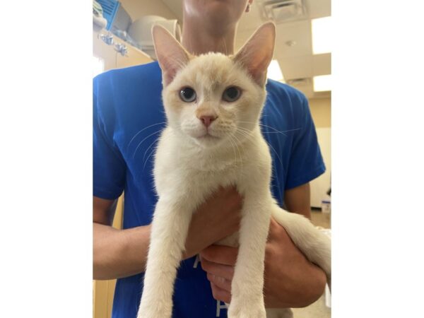 Domestic Short Hair-CAT-Male-White and Cream-2790-Petland Norwin, PA