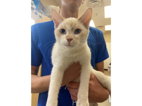 Domestic Short Hair CAT Male White and Cream 2790 Petland Norwin, PA