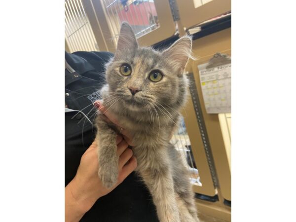 Domestic Long Hair-CAT-Female-Dilute Calico-2786-Petland Norwin, PA