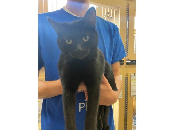 Domestic Short Hair CAT Female Black 2789 Petland Norwin, PA