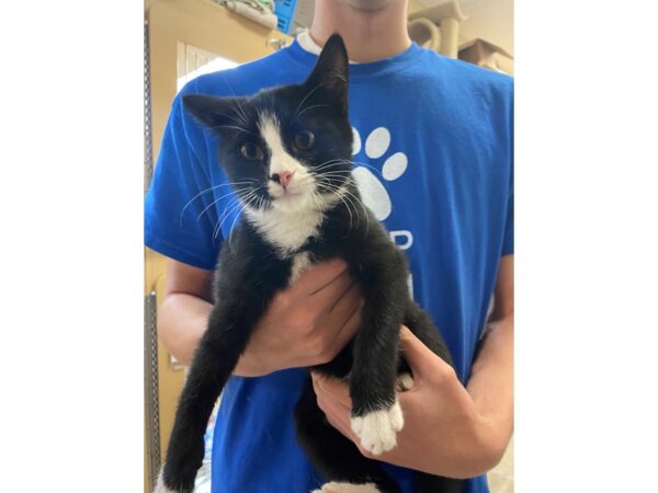 Domestic Short Hair CAT Male Black and White 2797 Petland Norwin, PA