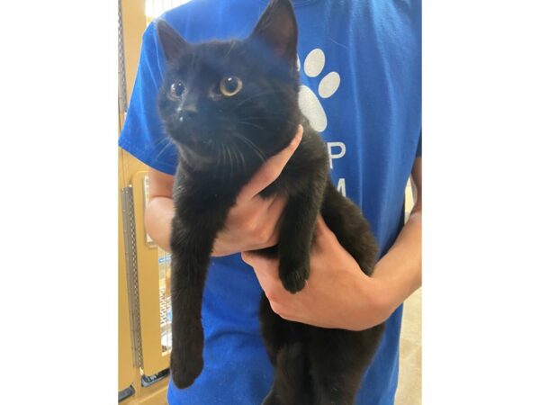 Domestic Short Hair CAT Male Black 2805 Petland Norwin, PA