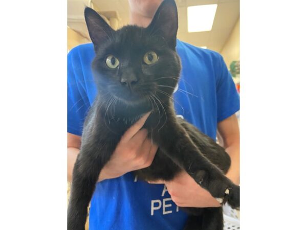 Domestic Short Hair CAT Male Black and White 2795 Petland Norwin, PA