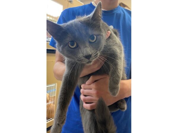 Domestic Short Hair CAT Female Grey 2788 Petland Norwin, PA