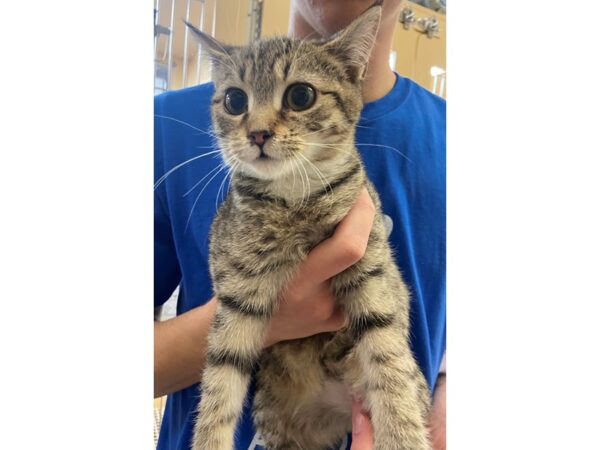 Domestic Short Hair CAT Male Brown Tabby 2791 Petland Norwin, PA