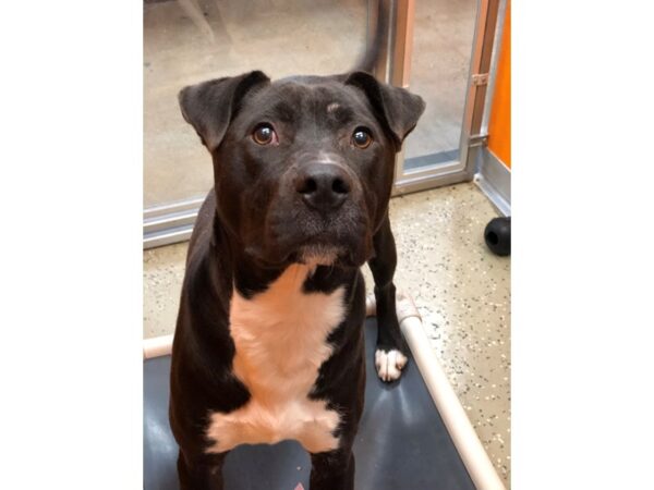 Pit Bull Mix DOG Male Black and White 2815 Petland Norwin, PA