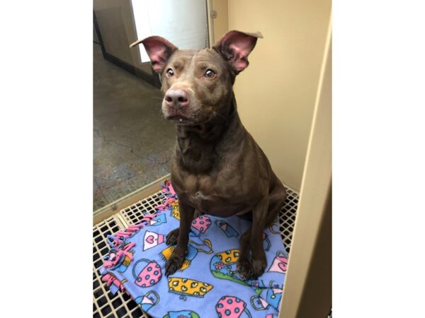 Terrier Mix DOG Female Chocolate 2812 Petland Norwin, PA