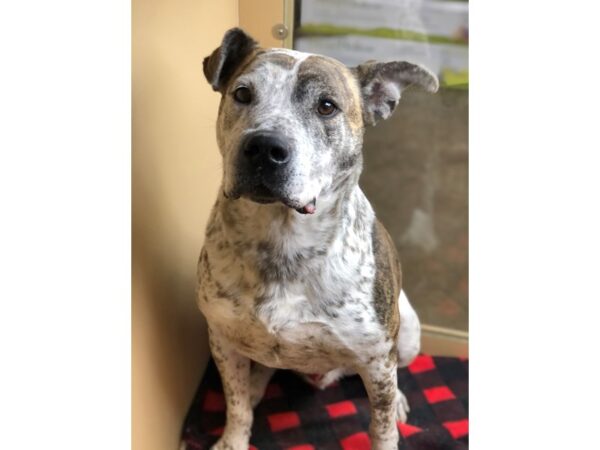 Australian Cattle Dog Mix-DOG-Male-White and Black-2818-Petland Norwin, PA