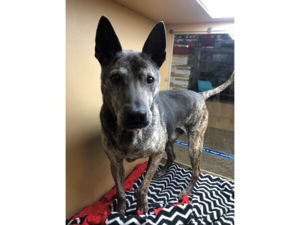 German Shepherd Mix-DOG-Male-Smoke-2816-Petland Norwin, PA