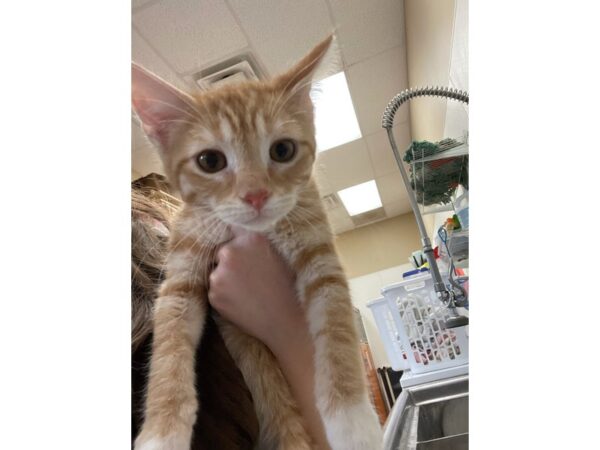 Domestic Short Hair CAT Male Orange and White 2854 Petland Norwin, PA