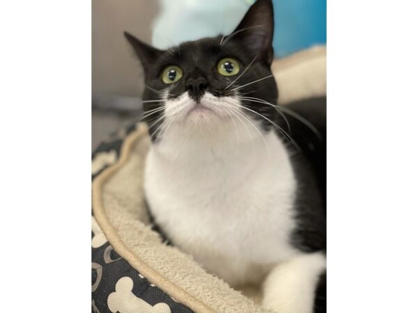 Domestic Medium Hair-CAT-Male-Black and White-2851-Petland Norwin, PA