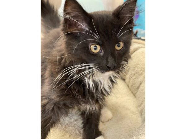 Domestic Long Hair-CAT-Male-Black and White-2850-Petland Norwin, PA