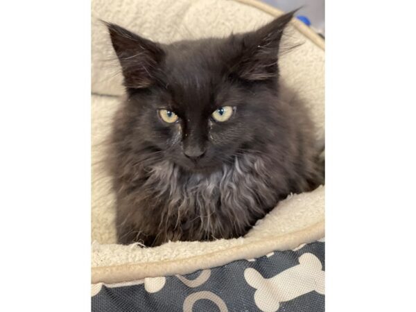 Domestic Long Hair-CAT-Male-Black-2849-Petland Norwin, PA