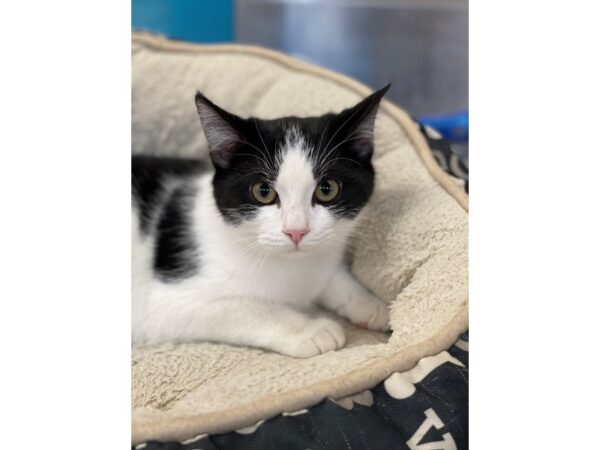 Domestic Long Hair-CAT-Male-White and Black-2848-Petland Norwin, PA