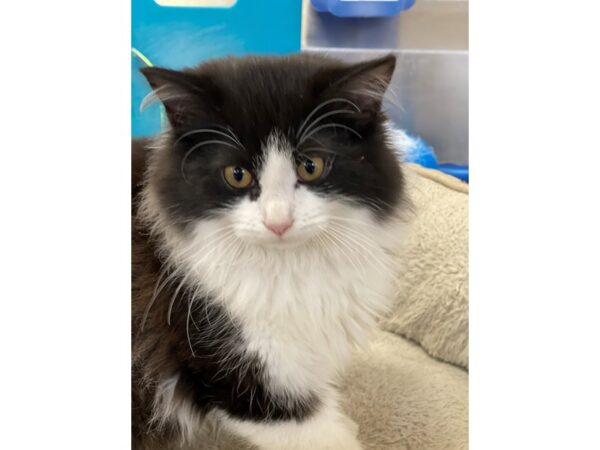 Domestic Long Hair CAT Male Black and White 2847 Petland Norwin, PA