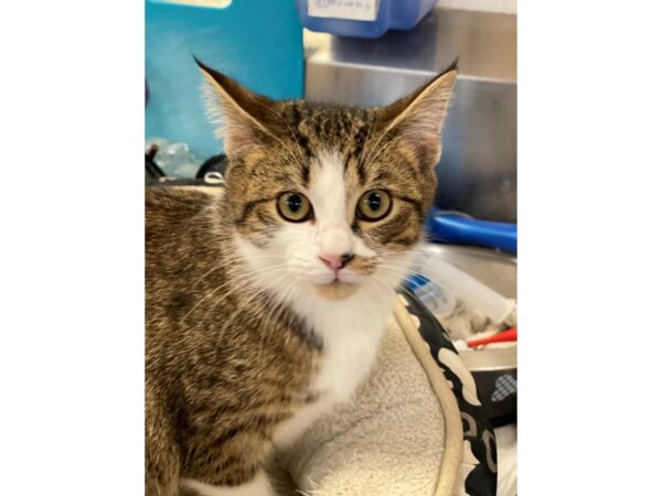 Domestic Short Hair CAT Male Black and White 2846 Petland Norwin, PA