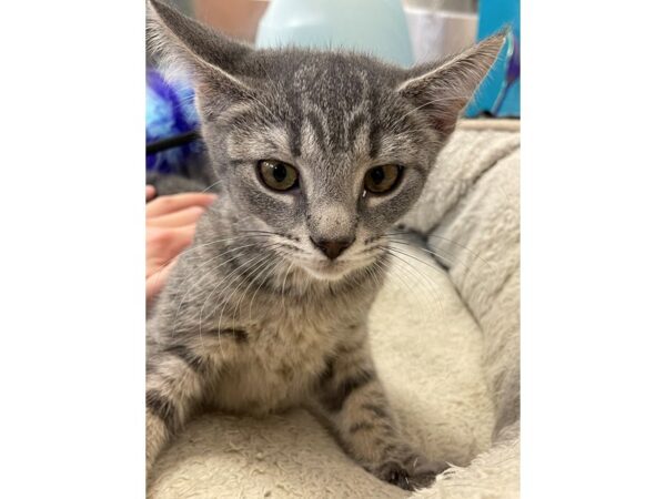 Domestic Short Hair CAT Female Grey and White 2845 Petland Norwin, PA