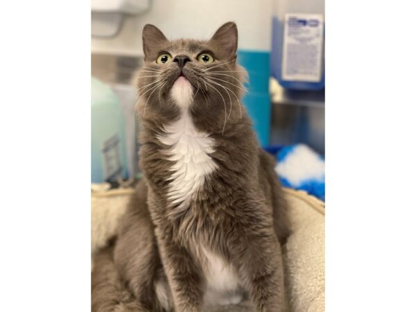 Domestic Short Hair-CAT-Male-Grey and White-2844-Petland Norwin, PA