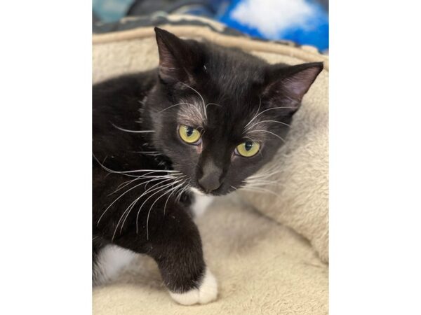 Domestic Short Hair CAT Male Black and White 2843 Petland Norwin, PA