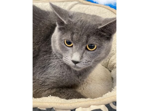 Domestic Short Hair CAT Male Grey 2842 Petland Norwin, PA