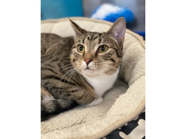 Domestic Short Hair CAT Female Brown and White 2840 Petland Norwin, PA