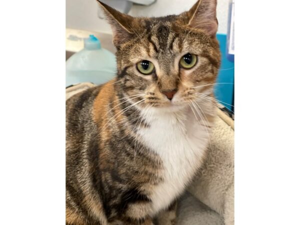 Domestic Short Hair CAT Female Brown and White 2839 Petland Norwin, PA