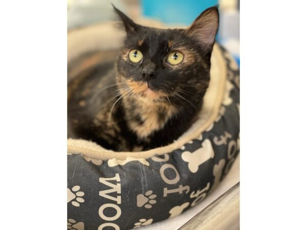 Domestic Short Hair CAT Female Tortoiseshell 2838 Petland Norwin, PA