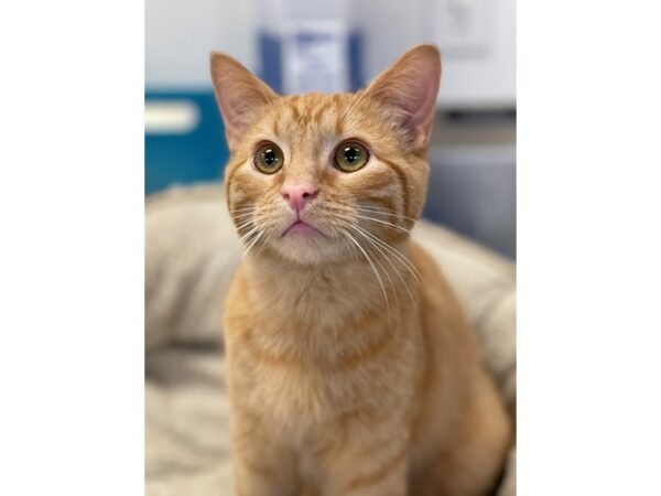 Domestic Short Hair CAT Male Orange and White 2836 Petland Norwin, PA