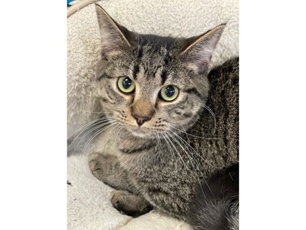 Domestic Short Hair CAT Male Black and Brown 2835 Petland Norwin, PA